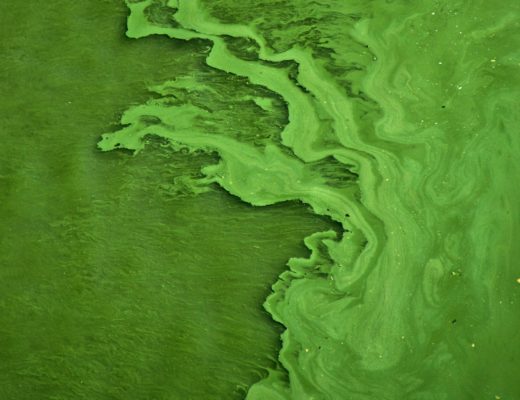 Toxic Algae Blooms