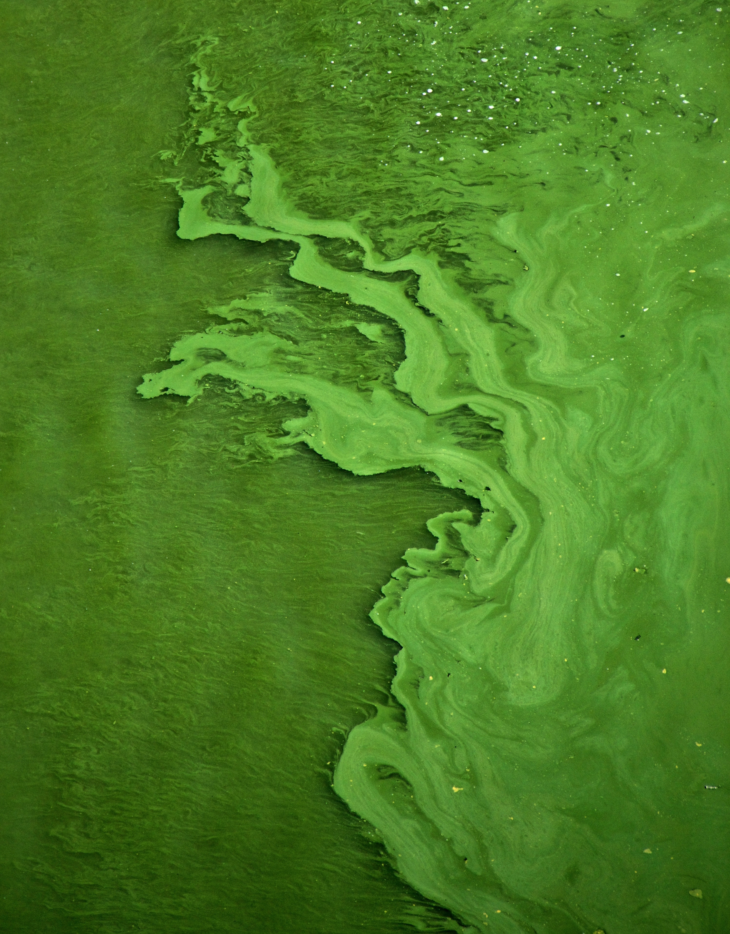 Toxic Algae Blooms